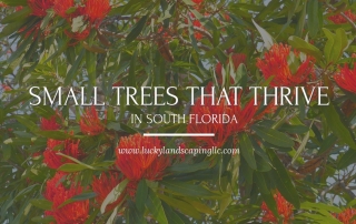 Trees For South Florida