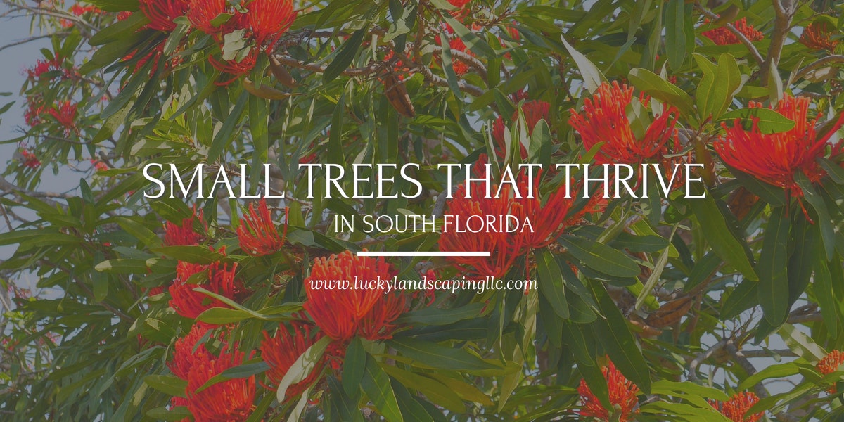 Trees For South Florida