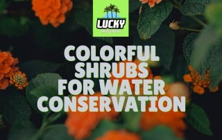 Colorful Shrubs