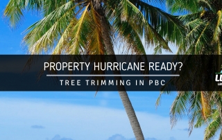 Palm Beach County Tree Trimming