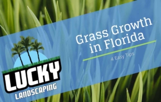 Grass Growth in Florida