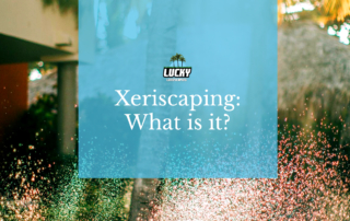 Xeriscaping