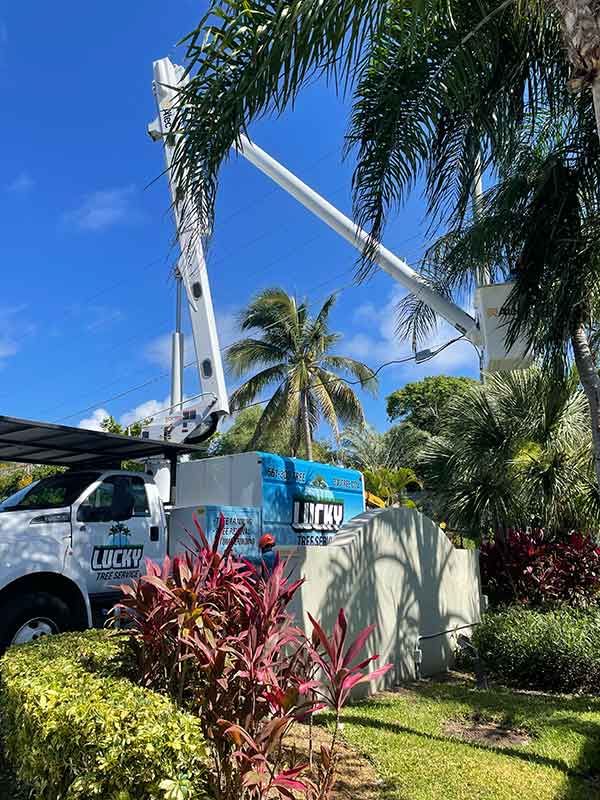 Tree Trimming